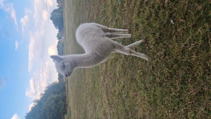 Alpaca hengst met appaloosa bloed, Dieren en Toebehoren, Overige Dieren, Mannelijk, Augustus