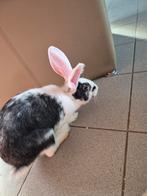 lapin femelle, Animaux & Accessoires, Lapins
