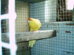 Jonge zuiver gele kakarikies te koop, Dieren en Toebehoren, Vogels | Parkieten en Papegaaien