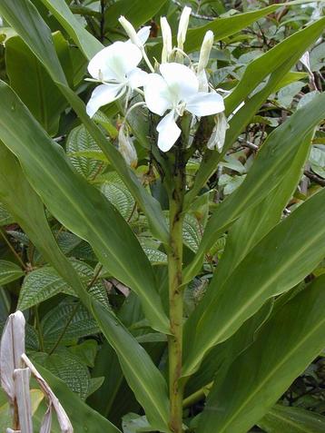 Hedychium coronarium witte siergember beschikbaar voor biedingen