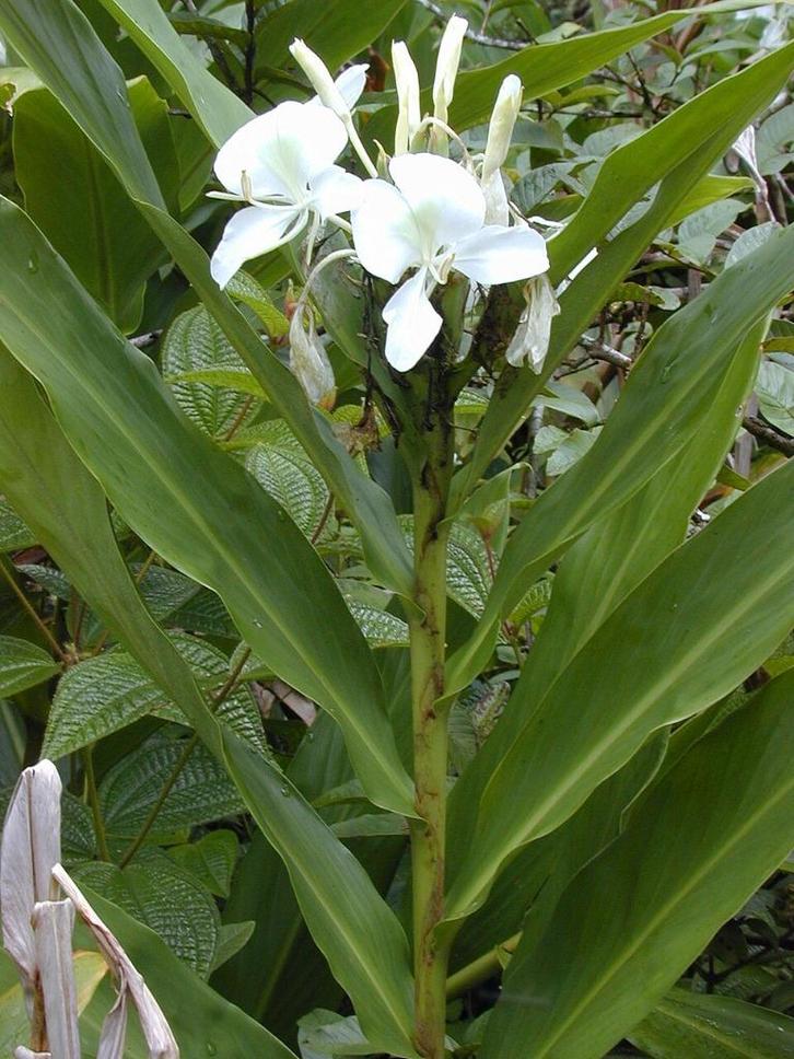 Hedychium coronarium witte siergember, Tuin en Terras, Planten | Tuinplanten, Vaste plant, Overige soorten, Halfschaduw, Herfst