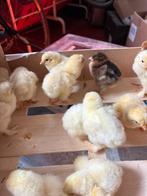 Brahma kuikens, Sexe inconnu, Poule ou poulet