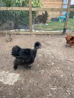 Zijdehoen hen naakthals, Dieren en Toebehoren, Vrouwelijk, Kip