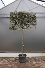 Quercus ilex scherm, Tuin en Terras, Planten | Bomen, Ophalen, In pot, Overige soorten, 250 tot 400 cm