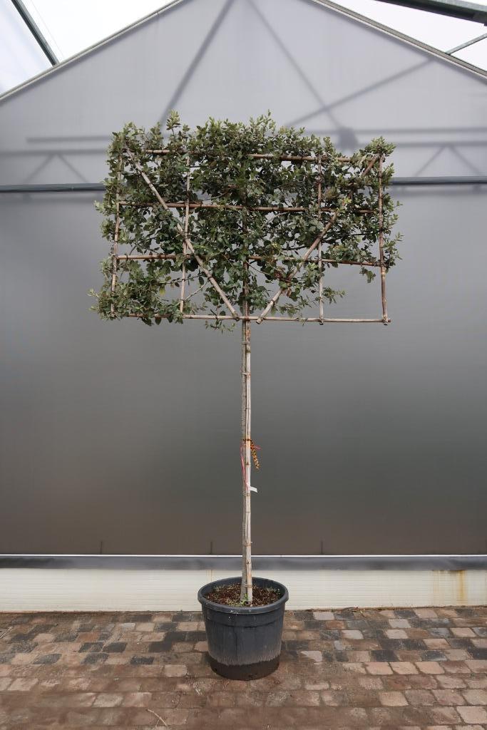 Quercus ilex scherm, Tuin en Terras, Planten | Bomen, Overige soorten, 250 tot 400 cm, In pot, Ophalen
