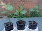 hibiscus : jeunes pousses +/- 18 à 25 cm (9,00 €/pièce), Halfschaduw, Overige soorten, Minder dan 100 cm, Zomer