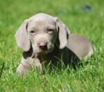 Weimaraner pups, Dieren en Toebehoren, Honden | Setters en Staande honden, CDV (hondenziekte), Meerdere, 8 tot 15 weken, Meerdere dieren