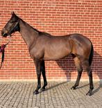 Knappe merrie 3 jaar, Dieren en Toebehoren, Merrie