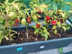 Habanero pepers + plantjes, Tuin en Terras, Ophalen