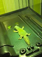 Uromastyx Achantinura Nigriventris Flame Jong