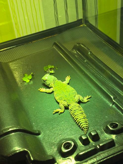 Uromastyx Achantinura Nigriventris Flame Jong, Dieren en Toebehoren, Reptielen en Amfibieën