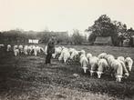 Postkaart Genk Herder met schapen, Ophalen of Verzenden, Ongelopen, Limburg