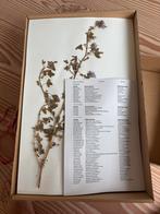 Herbarium 50 planten, Ophalen, Zo goed als nieuw