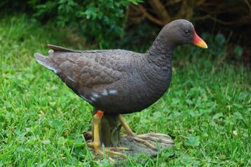 Superbe poule d'eau en polyrésine de grande qualité 