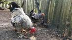 Gratis haan Wyandotte zwart-wit gezoomd, Dieren en Toebehoren