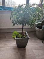 Planten in vierkante pot, Enlèvement