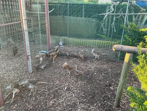 Fazanten, Dieren en Toebehoren, Pluimvee