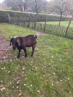 Kalehari red bok, Dieren en Toebehoren, Mannelijk, Geit, 0 tot 2 jaar