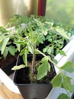 tomaten planten, Tuin en Terras, Ophalen, Volle zon, Groenteplanten, Eenjarig