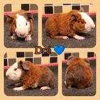 US Teddy beertje lilac goud wit QF te reserveren, Mannelijk, Cavia