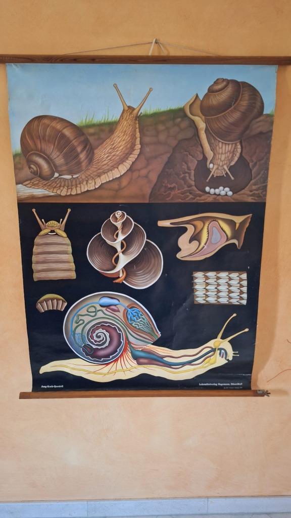 Oude schoolplaat 'De wijngaardslak', Antiek en Kunst, Antiek | Schoolplaten, Natuur en Biologie, Ophalen of Verzenden