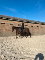 BWP ruin, net 16 jaar 1m70, Dieren en Toebehoren, Paarden, Ruin