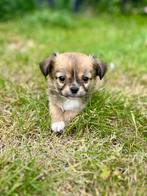 Prachtige  Belgische Chihuahua pupjes te koop, Dieren en Toebehoren, België, CDV (hondenziekte), 8 tot 15 weken, Meerdere