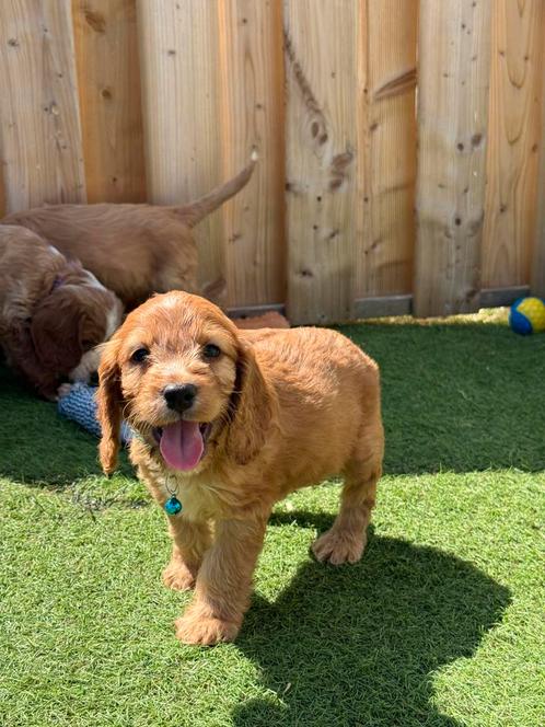 Prachtige cockapoo (cocker spaniël x dwergpoedel), Dieren en Toebehoren, Honden | Chihuahua's en Gezelschapshonden, Meerdere dieren