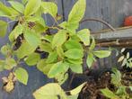 hortensia planten in soorten en kleuren aan 1,50 euro/stuk, Tuin en Terras, Vaste plant, Halfschaduw, Zomer, Ophalen