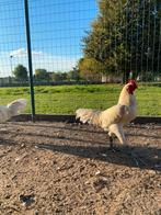 Hint x shamo x thiense vechter, Dieren en Toebehoren