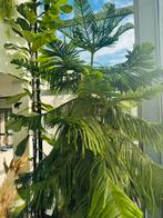 Kamerden Araucaria heterophyla 3 M, Ophalen, 200 cm of meer, Overige soorten, Volle zon