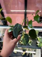 Philodendron mican variegata, Enlèvement ou Envoi