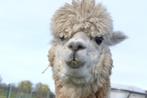 *verkocht* alpaca merrie light fawn, met bruin bont veulen, Vrouwelijk