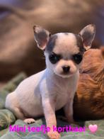Prachtige lang en kortharige choco pups, Dieren en Toebehoren, Honden | Chihuahua's en Gezelschapshonden, België, Fokker | Hobbymatig