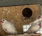 Padda wit met rode ogen albino, Dieren en Toebehoren, Vogels | Duiven, Geslacht onbekend, Overige soorten