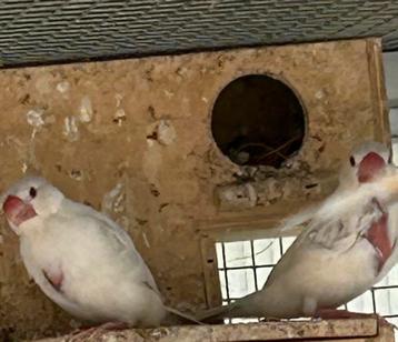 Padda blanc aux yeux rouges albinos, Sexe inconnu, Autres espèces