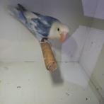 Fischeri, Dieren en Toebehoren, Vogels | Parkieten en Papegaaien, Dwergpapegaai of Agapornis, Geringd