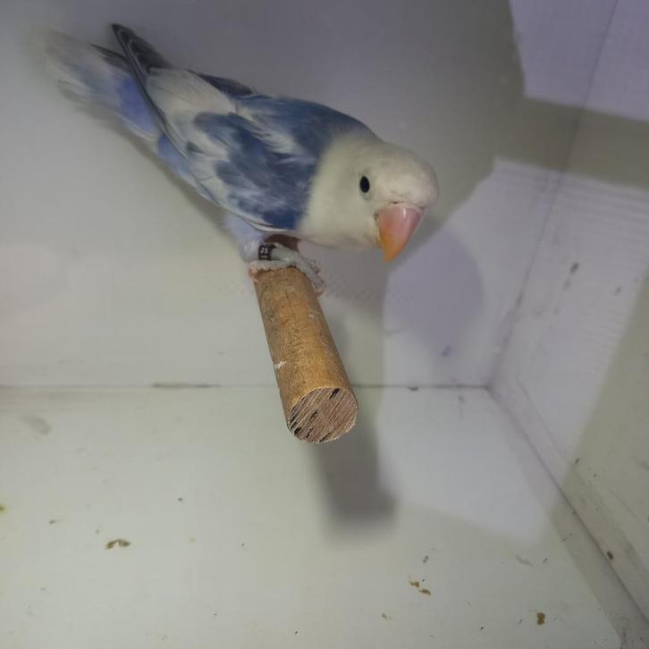 Fischeri, Dieren en Toebehoren, Vogels | Parkieten en Papegaaien, Dwergpapegaai of Agapornis, Geringd