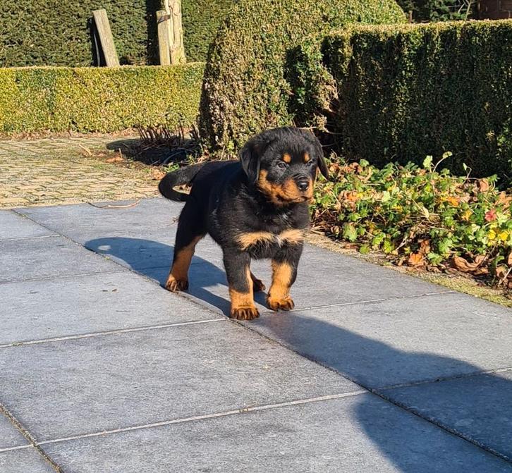 chiots rottweiler, Animaux & Accessoires, Chiens | Bouledogues, Pinschers & Molossoïdes, Plusieurs animaux, Rottweiler, Éleveur | Professionnel