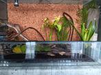 Terrarium, Dieren en Toebehoren