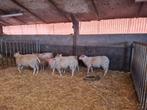 Rouge de l'Ouest ramlammeren, Dieren en Toebehoren, Schapen, Geiten en Varkens, Mannelijk, Schaap, 0 tot 2 jaar