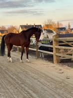 Lieve sportieve ruin, Dieren en Toebehoren, Paarden, Ruin