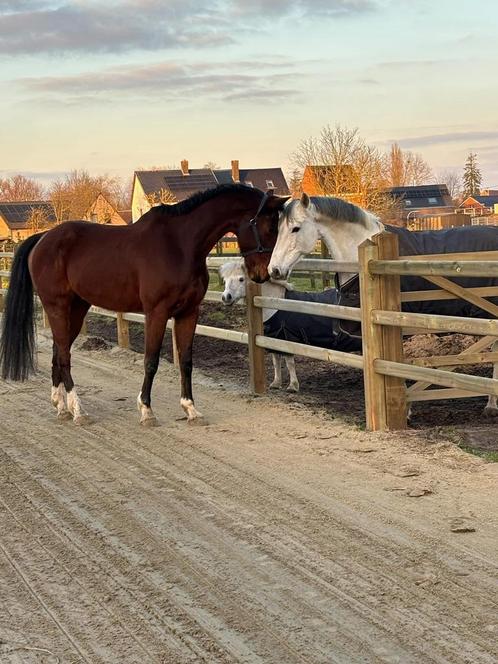 Lieve sportieve ruin, Dieren en Toebehoren, Paarden, Ruin