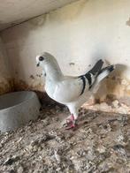 Dave te koop voor € 10, Meerdere dieren, Postduif