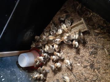 47 Kuikens Brahma goudpatrijs