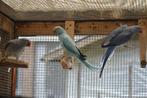 Halsbandparkieten 2025 WKWS / Opaline, Dieren en Toebehoren, Meerdere dieren, Parkiet, Geringd