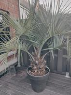 Palmier en pot Butia capitata (palmier à gelée), Jardin & Terrasse, Enlèvement, Plante fixe, Autres espèces