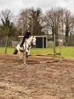 Paard te koop, Dieren en Toebehoren, Ruin