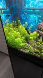 Cabomba plantjes te koop, Dieren en Toebehoren, Ophalen