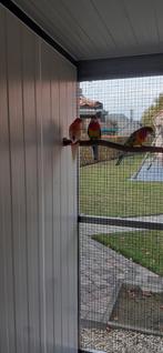 Wildkleur rosella split rubino  , en rubino